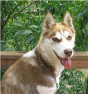 HudsonsHuskies-Glen-able-cody-1year.jpg